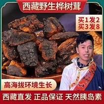 Tibetan birch velvet wild-growing Chaga fungus 500g black gold particles white birch non-Russian imported tea