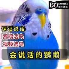 подсвечник 大头虎皮鹦鹉活鸟会说话的手养鹦鹉宠物小鸟幼鸟活体活物观赏鸟类 Jane smell
