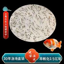 Lanshou water splash fish fry selection Lanshou fish fry Pans Lanshou fish fry water splash small fry small fish 2024 water splash