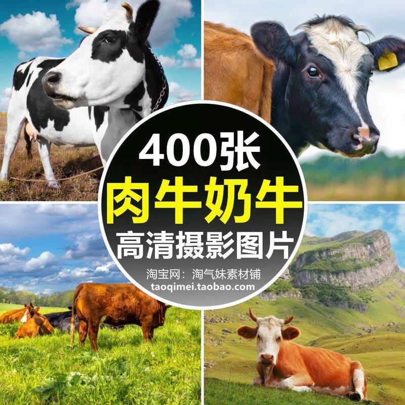 High-Definition Jpg Cow Images Yak Milk Cows Water Cows Bulls Yellow Cattle Calves Cattle Farming Ranch Photography Photo Material High-Definition Jpg Cow Images Yak Milk Cows Water Cows Bulls Yellow Cattle Calves Cattle Farming Ranch Photography Photo Material