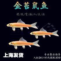 Golden Moss Rat Fish Tropical Fish Cleaner Fish Chipmunk White Rat Pearl Rat Fish Benthic Fish Special-shaped Fish