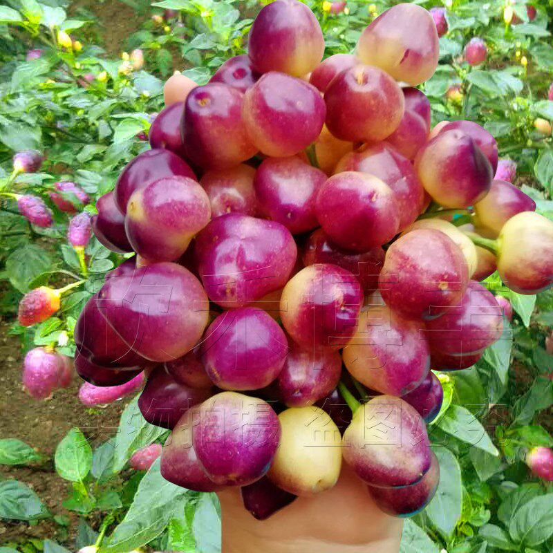 Colorful pickled pepper seedling spring Guangxi colorful pickled pepper seedling Balcony ornamental potted four seasons vegetable seedling