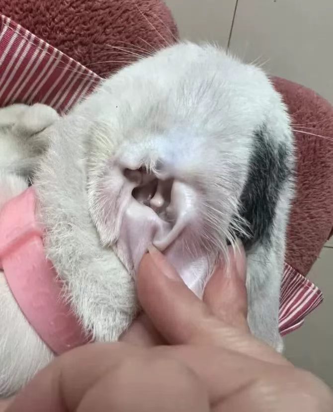 Dog ear cleaning
