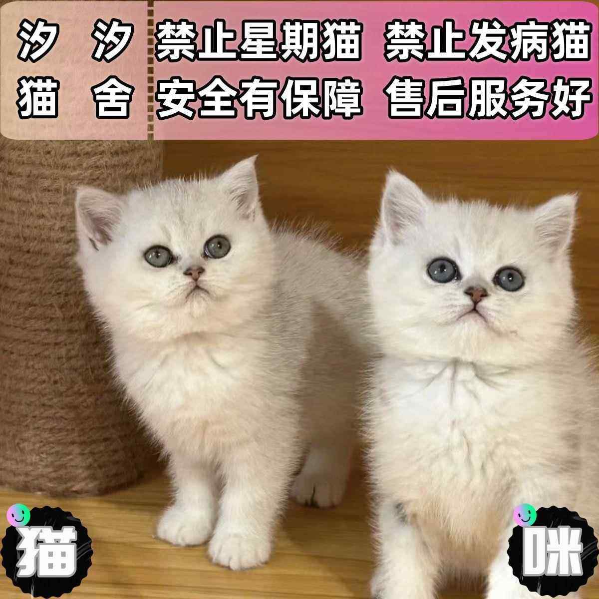 🐾 宠物小白猫大揭秘：狸花版中华田园猫，萌化你的心！-猫咪-淘宝好物网
