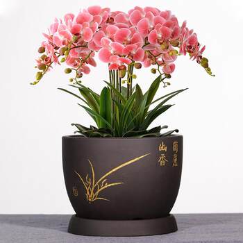 Purple sand flower pot orchid pot phalaenopsis clivia flower pot ceramic home large green plant flower pot bonsai pot