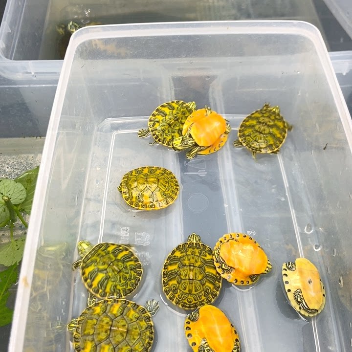 Let's choose a boutique flame