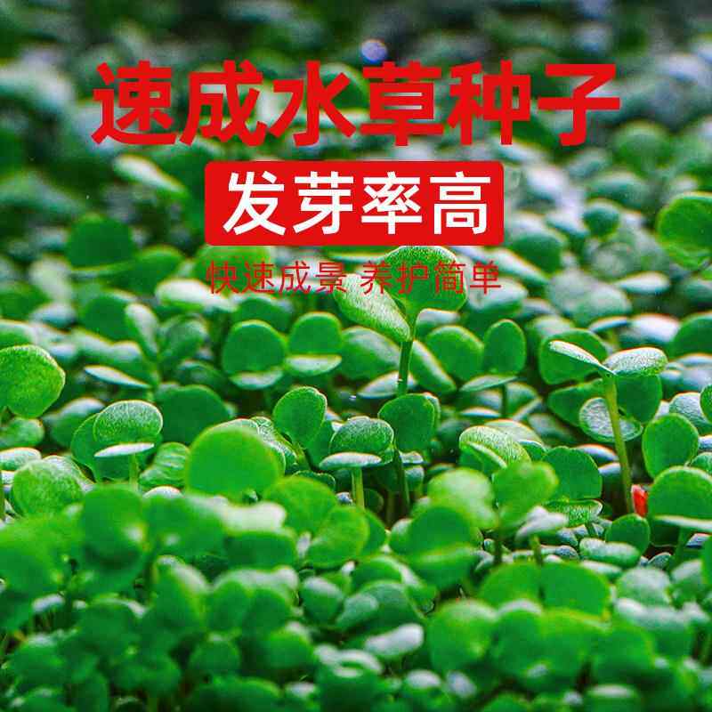 生态鱼缸底砂造景水草泥草缸活体种植土套餐，养鱼养草两不误！-肥料-淘宝好物网