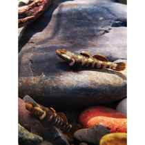 2 Decorations inside the fish tank: simulated aquatic plants aquatic landscaping fake aquatic plants soft aquatic plants plastic aquatic plants green