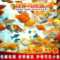 Live water-resistant tropical fish without oxygen live fish and grass ornamental fish freshwater fish that are easy to feed and resistant to pet fish viewing for lazy people