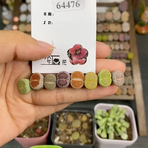 Shengshi Flower Little Mite One Shot 64476