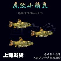 Tiger elf tropical fish tank grass tank moss scraping algae removal small tool fish live ornamental