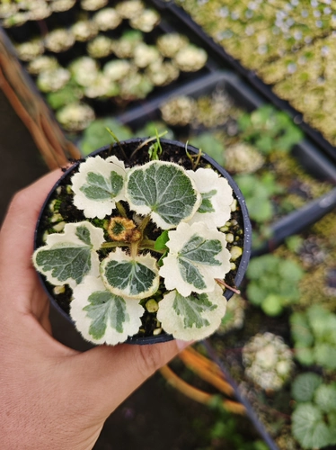 Японские семи изменений Tiger Wargrass обнаружена в мутации белая пятнистая горная дикая трава