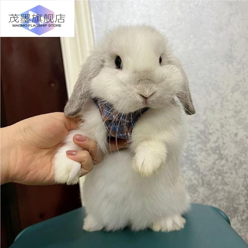 宿舍必备萌宠:迷你兔荷兰体猫猫兔侏儒兔茶杯兔,治愈系小可爱!-兔-淘宝好物网