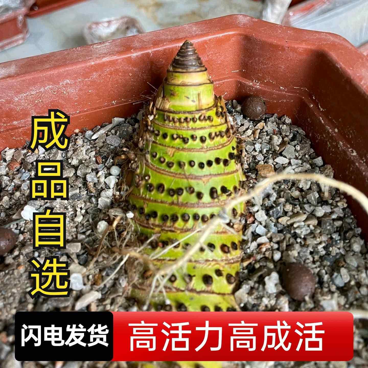 小叶簕竹老桩带芽宝塔勒竹头根盆景:打造你的迷你禅意庭院!超好养绿植种草!-种苗-淘宝好物网