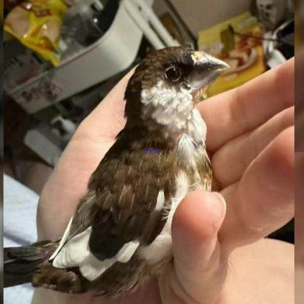 10人の姉妹が育てている鳥、白花と白黒の斑点模様の鳥、繁殖用の鳥、観賞用の鳥、ペットの鳥、手乗り訓練も可能、かわいい鳥