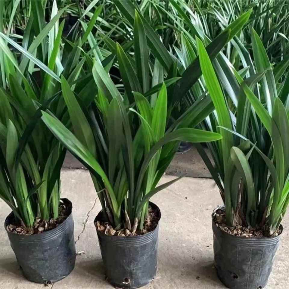 DB体育官方APP在线热那亚曰镪连败，急需找回告成之道