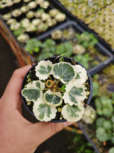 Японские семи изменений Tiger Wargrass обнаружена в мутации белая пятнистая горная дикая трава