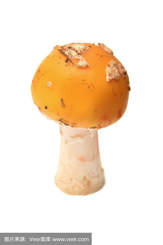 Jewelled Amanita