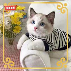 Pet Dog Cat Clothes Summer ins All Year Round Trendy Handsome Small Milk Short Puppet Cat Sweatshirt with Two Feet