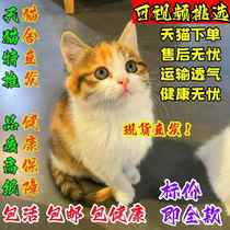 Spot straight delivery Chinese pastoral cat pure black cat white cat orange cat cub raccoon cat cow cat small three-flower mousecatcher cat