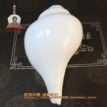 Offerings Imported pure white conch from India French conch right-hand good large size boutique