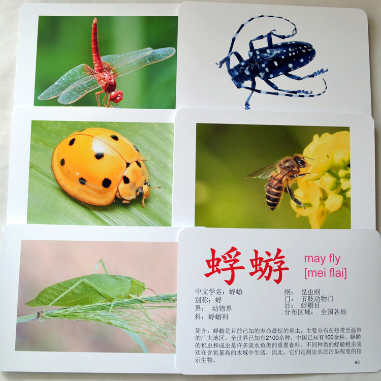 Insect Animal Card Encyclopedia Early Education 0 to 6 Years Old Literacy Duman Whole Brain Potential Development Hot Selling