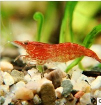 Home breeding cherry shrimp novice Chuang shrimp most of the extreme fire shrimp buy 10 get 4