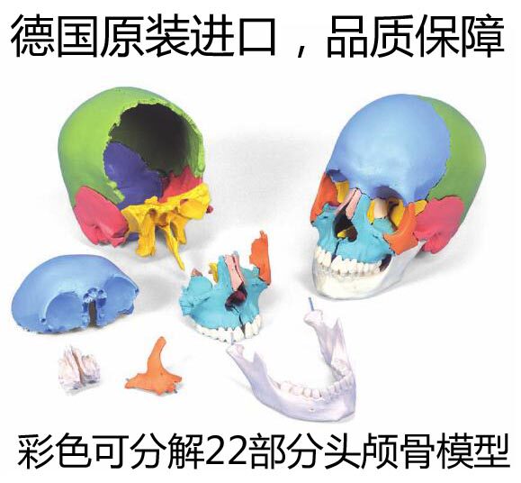 彩色22部分插件式头骨模型医疗教学用德国3B头颅骨