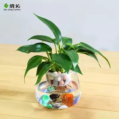 Qingqin desktop flower green plant simple hydroponic Golden Diamond Vines evergreen leafy plants