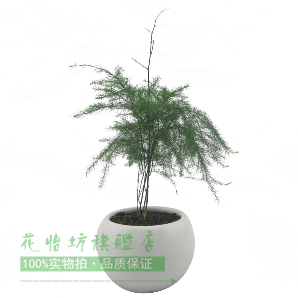 水培植物 文竹盆栽 文竹盆景 文竹盆栽带盆 文竹水培土培套装包邮