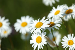 Chamomile hydrosol ສົດໂດຍກົງ Moroccan chamomile ແມ່ນຕົວຊ່ວຍທີ່ດີສໍາລັບການດູແລຕາ, ຕ້ານອາການແພ້ແລະຜ່ອນຄາຍ