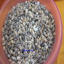 Marriage price Conch Manza tribute 25 yuan per pound