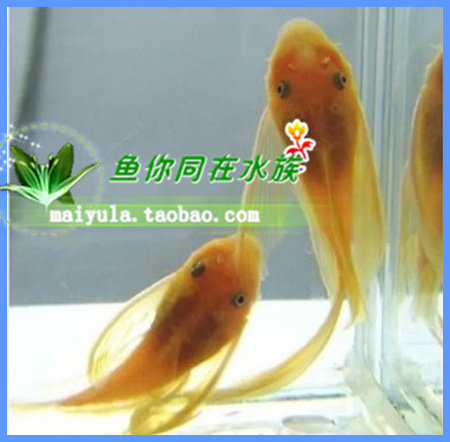 Tropical Fish Ornamental Fish Living Blue Eyed Big Sail Angel Fish Big Sails Bearded Fish With Special Shower