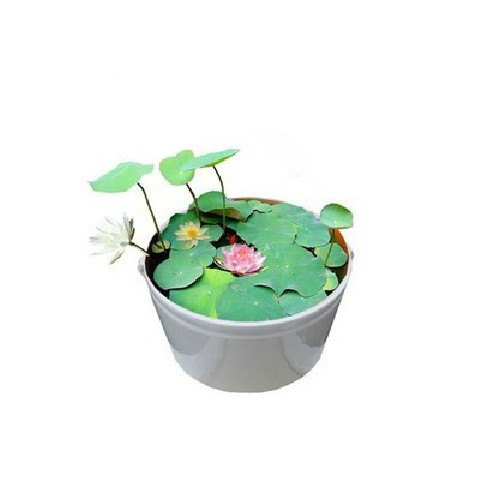 包邮 水培植物迷你碗莲睡莲荷花套装盆栽花卉 套餐免邮