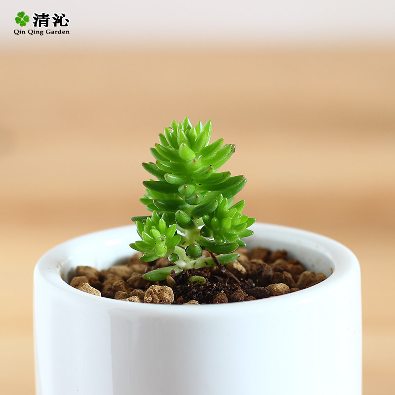 ���߶������԰׻�С��