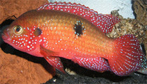 Tropical Fish-Ruby (Clown Diamond)Medium only