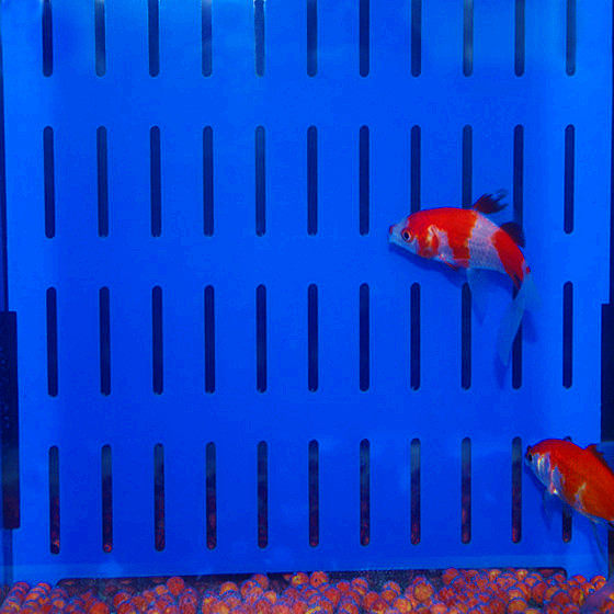 Fish tank partition Acrylic highly transparent custom-made aquarium cover plate baffle isolation plate net fish fry divider