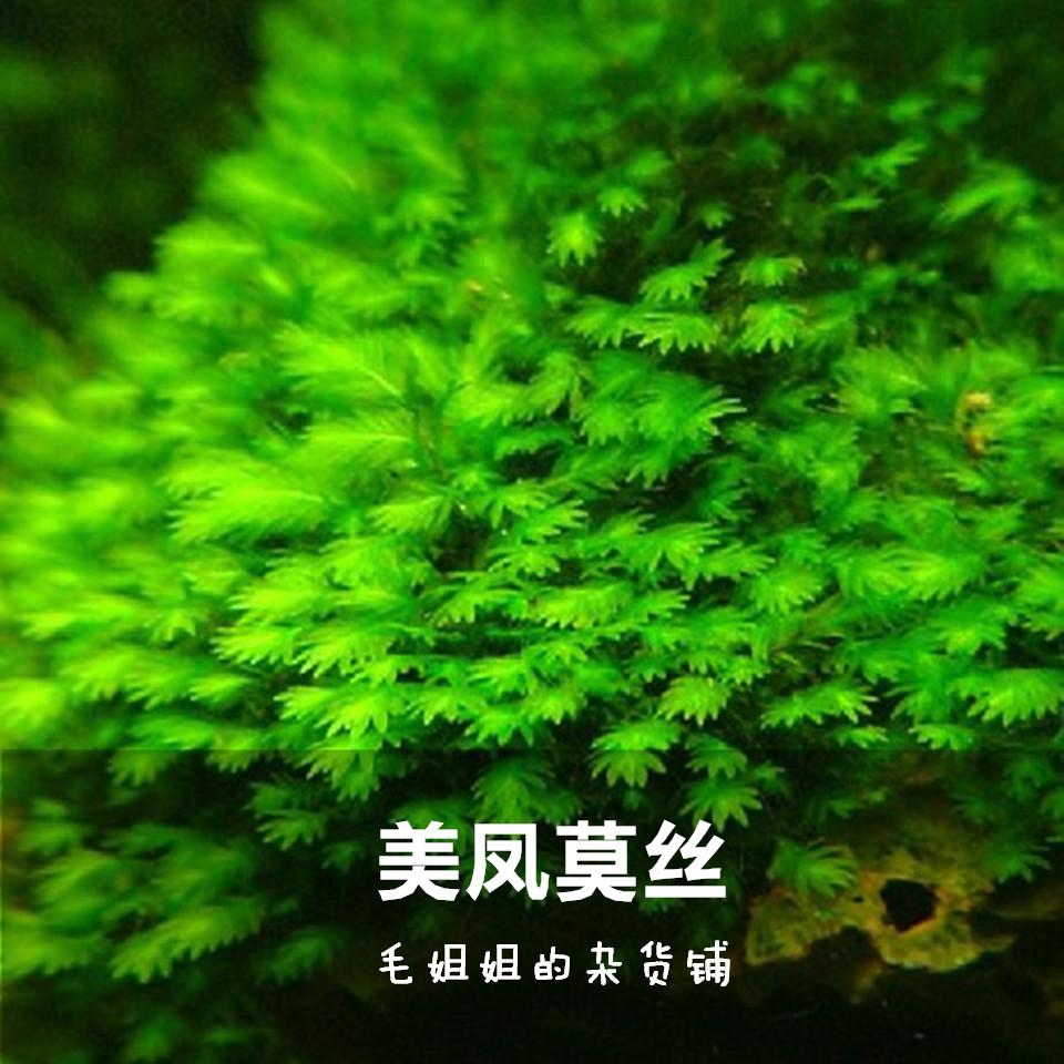 Meifeng Moss moss shrimp tank landscaping MOSS Moss Moss stainless steel mesh planting to avoid
