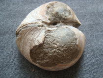 T1078 Jiaodong coastal clam shellfish fossil rare