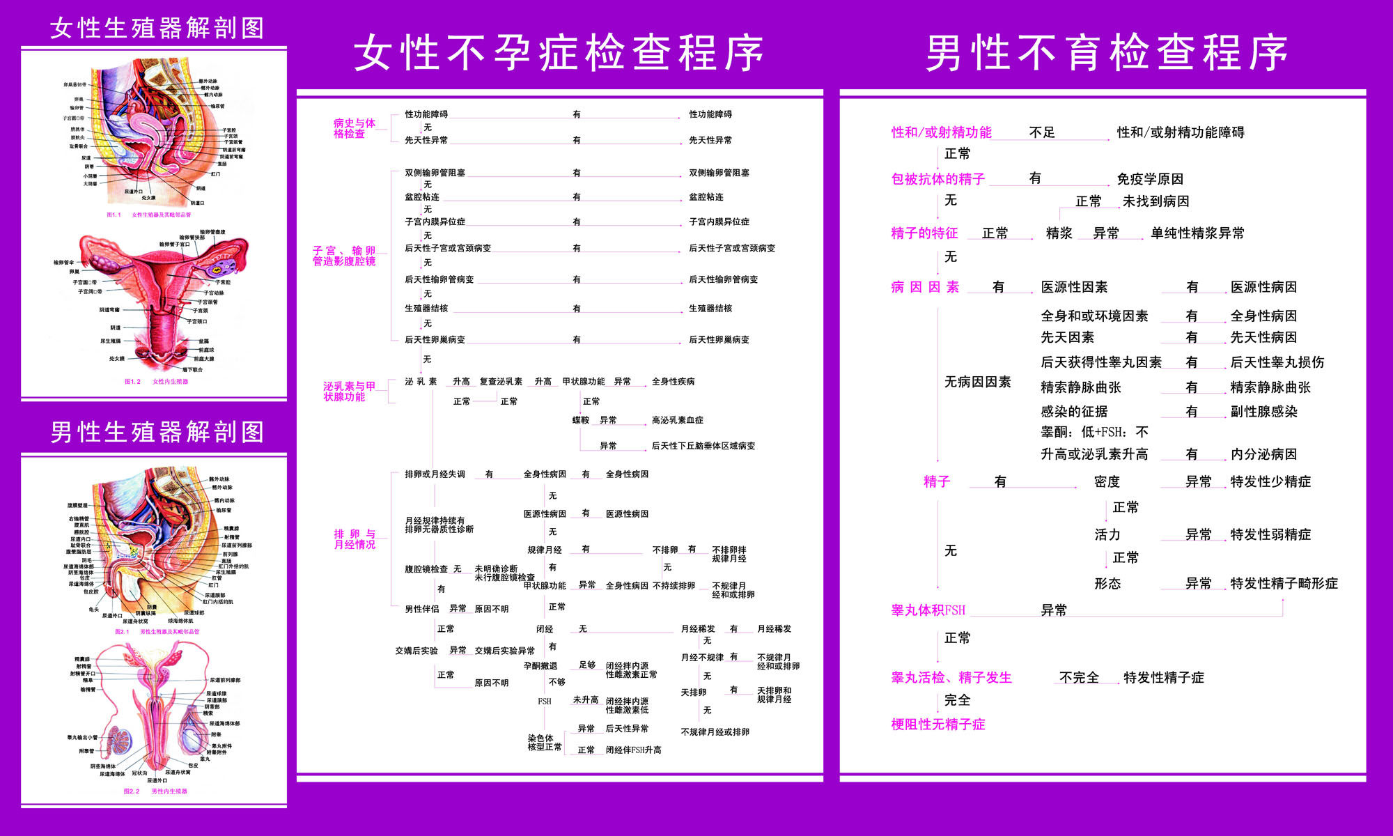 海报印制93素材健康展板256女性生殖挂图