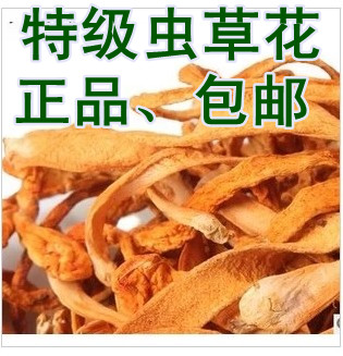 Natural worm spores headed north worm metalcocrystal pupa worm 500g wholesale