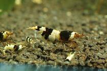 Black diamond gene shrimp Crystal shrimp High quality (including blue ribbon gene) shrimp