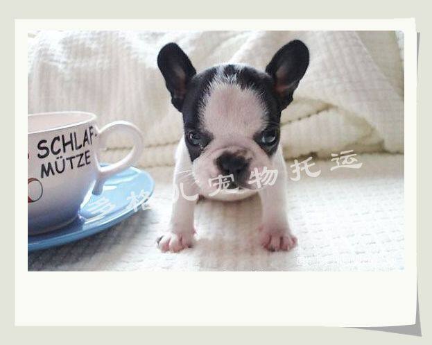 Pet consignment Pet transportation Shenzhen special car picks up pets to the airport Nanshan