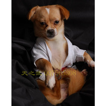 (Tianjiu) Pet clothing dog judo to serve as a heavy second sword --- pet swordwalk supplies