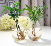 Thủy tinh thủy tinh vasware Phong cách IKEA * đóng cửa cao * cây thủy canh trong nhà làm vườn trong nhà - Vase / Bồn hoa & Kệ chum sành trồng cây