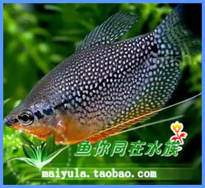 Tropical fish ornamental fish live Pearl vest fish vest fish mixed fish novice fish full size