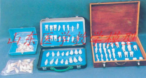 tooth anatomy model full mouth tooth anatomy magnified model tooth anatomy model