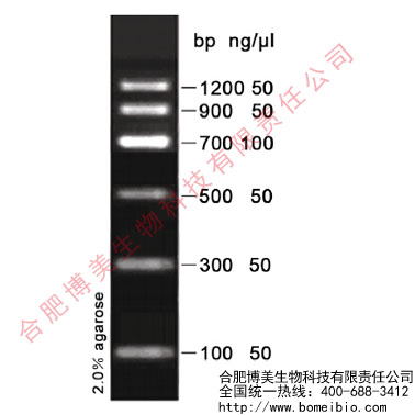 含票 DNA　Marker II（100-1200bp） 核酸分子量标准 50T  250&mu;l