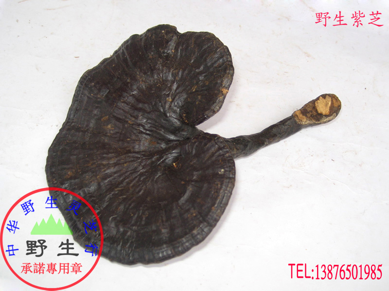 Pure wild Ganoderma lucidum (purple and black Ganoderma lucidum) Wild Promise Shipped from Wuzhishan