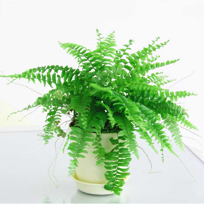 蜈蚣草盆栽吊兰 居家阳台绿色小植物盆栽室内花卉 波士顿蕨肾蕨苗